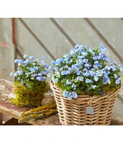 Vergissmeinnicht 'Myomark' -Garten Umfassend Geschäft 8244519 PR MO 001 MyosotisMyomarkBL2 5