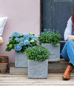 Vergissmeinnicht 'Myomark' -Garten Umfassend Geschäft 8244519 WE MO 001 Vergissmeinicht