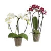 Midi Schmetterlingsorchidee - Phalaenopsis Cultivars, Zweitriebig, Verschiedene Sorten 2 Midi Schmetterlingsorchidee - Phalaenopsis Cultivars, Zweitriebig, Verschiedene Sorten -Garten Umfassend Geschäft 8245052 PR FS 003 PhalaenposisHybrideT9DehnerExpressHerzig