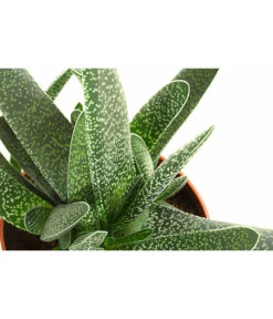 Gasterie - Gasteria Verrucosa -Garten Umfassend Geschäft 8247041 PR DE 001 GasteriaCarinataVerrucosaT10 5DehnerExpressHerzig