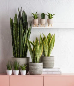 Bogenhanf - Sansevieria Trifasciata Var. Laurentii 9 Bogenhanf - Sansevieria Trifasciata Var. Laurentii -Garten Umfassend Geschäft 8248783 8267973 8776155 WE MO 001 SansevieraBlackCoralT21 GC14 2022