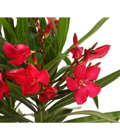 XXL Oleander, Verschiedene Sorten, Ca. 130-150 Cm -Garten Umfassend Geschäft 8249302 WE DE 001 OleanderBuschT17RotDehnerExpressHerzig