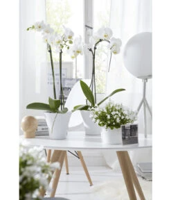 Schmetterlingsorchidee - Phalaenopsis Cultivars 'Umbrella', Verschiedene Sorten -Garten Umfassend Geschäft 8251498 8203242 8211450 WE MO 009 SchmetterlingsorchideeUmbrella