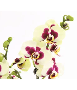 Schmetterlingsorchidee - Phalaenopsis Cultivars, Sonderfarben -Garten Umfassend Geschäft 8253213 WE DE 001 SchmetterlingsorchideePhalaneopsisPanda2TrieberT12OWDehnerExpressHerzig