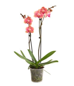 Schmetterlingsorchidee - Phalaenopsis Cultivars, Sonderfarben -Garten Umfassend Geschäft 8253726 WE FS 001 SchmetterlingsorchideePhalaenopsisMarigold2TrieberDehnerExpressHerzig