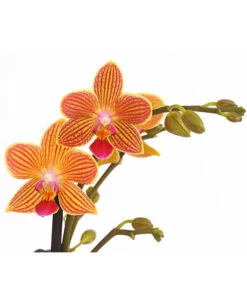 Schmetterlingsorchidee - Phalaenopsis Cultivars, Sonderfarben -Garten Umfassend Geschäft 8254005 WE DE 001 SchmetterlingsorchideePhalaenopsisGoldstaffT12PremiumDehnerExpressHerzig