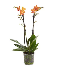 Schmetterlingsorchidee - Phalaenopsis Cultivars, Sonderfarben -Garten Umfassend Geschäft 8254005 WE FS 001 SchmetterlingsorchideePhalaenopsisGoldstaffT12PremiumDehnerExpressHerzig