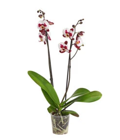 Schmetterlingsorchidee - Phalaenopsis Cultivars, Sonderfarben -Garten Umfassend Geschäft 8254021 PR FS 001 SchmetterlingsorchideePhalaenopsisSonderfarben2TrieberDehnerExpressHerzig