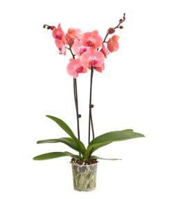 Schmetterlingsorchidee - Phalaenopsis Cultivars, Sonderfarben -Garten Umfassend Geschäft 8254708 WE FS 001 OWSchmetterlingsorchideePhalaenopsisDutchDivaT12DehnerExpressHerzig