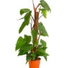 Baumfreund - Philodendron 'Red Emerald' -Garten Umfassend Geschäft 8255119 PR FS 001 PhilodendronErubescensRedEmeraldT19DehnerExpressHerzig