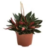 Peperomie - Peperomia Caperata 'Rosso' -Garten Umfassend Geschäft 8256091 PR FS 001 PeperomiaRossoT12DehnerExpressHerzig