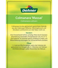 Tigerorchidee - Colmanara Cultivars 'Massai' -Garten Umfassend Geschäft 8256174 8256182 ColmanaraCultivars 19122016 2