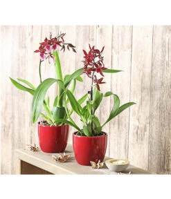 Tigerorchidee - Colmanara Cultivars 'Massai' -Garten Umfassend Geschäft 8256174 PR MO 001 ColmanaraMassai1TrieberT12DehnerExpressHerzig