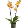Schmetterlingsorchidee - Phalaenopsis Cultivars, Sonderfarben -Garten Umfassend Geschäft 8256943 WE FS 001 SchmetterlingsorchideePhalaenopsisBeeStingT12PremiumDehnerExpressHerzig