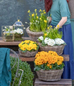 Rosenprimel 'Belarina', Verschiedene Farben -Garten Umfassend Geschäft 8261463 WE MO 001 FruehlingsHighlights