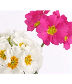 Stängelprimel-Duo, Verschiedene Farben -Garten Umfassend Geschäft 8261802 PR DE 002 PrimulaStaengelprimelTwinT12DehnerHerzig