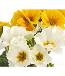 Stängelprimel-Duo, Verschiedene Farben -Garten Umfassend Geschäft 8261802 PR DE 005 PrimulaStaengelprimelTwinT12DehnerHerzig