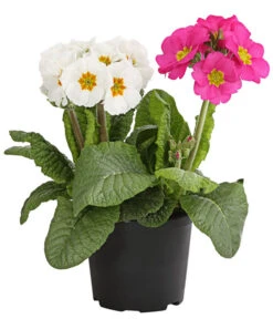 Stängelprimel-Duo, Verschiedene Farben