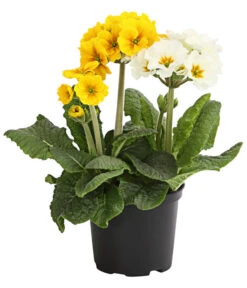 Stängelprimel-Duo, Verschiedene Farben -Garten Umfassend Geschäft 8261802 WE FS 001 PrimulaStaengelprimelTwinT12