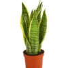 Bogenhanf - Sansevieria Trifasciata Var. Laurentii -Garten Umfassend Geschäft 8267973 PR FS 001 SansevieriaTriLaurentiiDehnerExpressHerzig