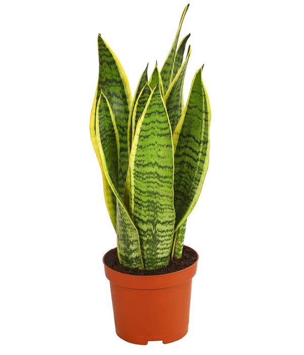 Bogenhanf - Sansevieria Trifasciata Var. Laurentii 3 Bogenhanf - Sansevieria Trifasciata Var. Laurentii