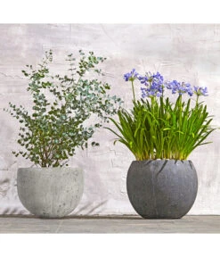 Dehner Leichtbeton-Topf Balloon Stone, Grau -Garten Umfassend Geschäft 8278251 WE MO 002 8586141 8587438 AgapanthusTwisterEucalyptusGunniBuschT24LapisLazuliUveSauerBL0218 1