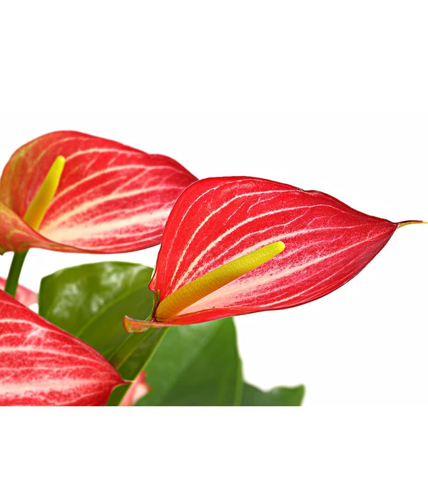 Flamingoblume - Anthurium Andreanum 'Livium' 4 Flamingoblume - Anthurium Andreanum 'Livium' – Bild 2