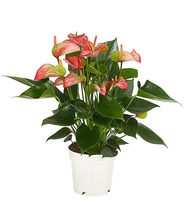 Flamingoblume - Anthurium Andreanum 'Livium' 3 Flamingoblume - Anthurium Andreanum 'Livium'