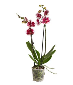 Schmetterlingsorchidee - Phalaenopsis Cultivars, Sonderfarben -Garten Umfassend Geschäft 8283269 WE FS 001 SchmetterlingsorchideePhalaenopsisSparklingMoments2TrieberT12DehnerExpressHerzig
