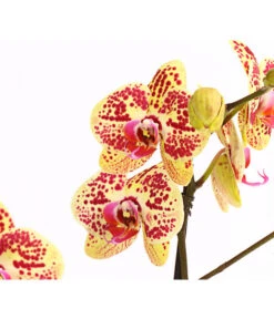 Schmetterlingsorchidee - Phalaenopsis Cultivars, Sonderfarben -Garten Umfassend Geschäft 8283392 WE DE 001 SchmetterlingsorchideePhalaenosisTotalCool2TrieberT12OWDehnerExpressHerzig