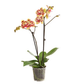 Schmetterlingsorchidee - Phalaenopsis Cultivars, Sonderfarben -Garten Umfassend Geschäft 8283392 WE FS 001 SchmetterlingsorchideePhalaenosisTotalCool2TrieberT12OWDehnerExpressHerzig