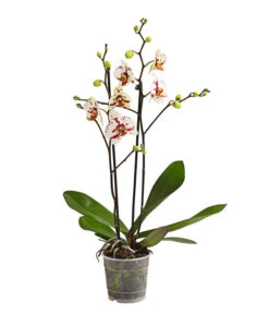 Schmetterlingsorchidee - Phalaenopsis Cultivars, Sonderfarben -Garten Umfassend Geschäft 8283400 WE FS 001 SchmetterlingsorchideePhalaenopsisGoodTimes2TrieberPremiumDehnerExpressHerzig