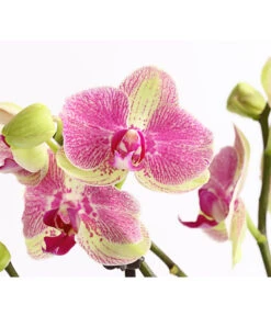 Schmetterlingsorchidee - Phalaenopsis Cultivars, Sonderfarben -Garten Umfassend Geschäft 8283475 WE DE 001 SchmetterlingsorchideePhalaenopsisMarshmellow2TrT12DehnerExpressHerzig