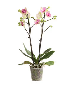 Schmetterlingsorchidee - Phalaenopsis Cultivars, Sonderfarben -Garten Umfassend Geschäft 8283475 WE FS 001 SchmetterlingsorchideePhalaenopsisMarshmellow2TrT12DehnerExpressHerzig