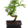 Outdoor-Bonsai Urweltmammutbaum - Metasequoia Glyptostroboides 1 Outdoor-Bonsai Urweltmammutbaum - Metasequoia Glyptostroboides -Garten Umfassend Geschäft 8286205 PR FS 001 UrweltmammutbaumMetasequoiaT20DehnerExpressHerzig