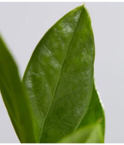 Glücksfeder - Zamioculcas Zamiifolia -Garten Umfassend Geschäft 8287716 PR DE 001 GluecksfederZamioculcasZamiifoliaT11DehnerExpressZS