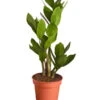 Glücksfeder - Zamioculcas Zamiifolia -Garten Umfassend Geschäft 8287716 PR FS 001 GluecksfederZamioculcasZamiifoliaT11DehnerExpressZS