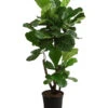 Geigenfeige - Ficus Lyrata, Verzweigt 1 Geigenfeige - Ficus Lyrata, Verzweigt -Garten Umfassend Geschäft 8288193 WE FS 001 FicusLyrataVerzweigtT27