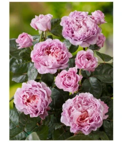 Nostalgie®-Edelrose 'Eisvogel®' -Garten Umfassend Geschäft 8294977 PR DE 001 NostalgieEdelroseEisvogelRosenTantau