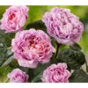 Nostalgie®-Edelrose 'Eisvogel®' -Garten Umfassend Geschäft 8294977 PR DE 011 NostalgieEdelroseEisvogelTantau