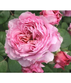 Nostalgie®-Edelrose 'Eisvogel®' -Garten Umfassend Geschäft 8294977 PR DE 013 NostalgieEdelroseEisvogelTantau