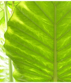 Pfeilblatt - Alocasia Portodora -Garten Umfassend Geschäft 8297442 PR DE 001 AlocasiaPortodoraElefantenblattPixabay