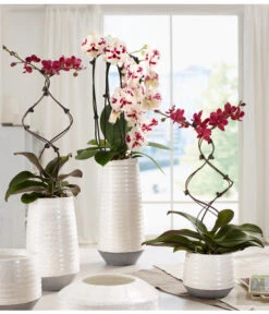 Schmetterlingsorchidee - Phalaenopsis Cultivars 'Big Lip', Kaskade -Garten Umfassend Geschäft 8297830 WE MO 001 OrchideenKeramikCeciliaDehnerbild