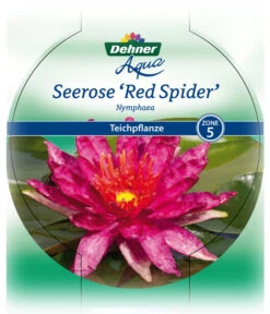 Dehner Seerose 'Red Spider' 12 Dehner Seerose 'Red Spider' -Garten Umfassend Geschäft 8315939 Seerose Red Spider Etikett 1 NEU