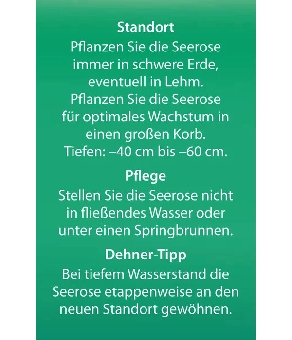 Dehner Seerose 'Red Spider' 8 Dehner Seerose 'Red Spider' – Bild 6