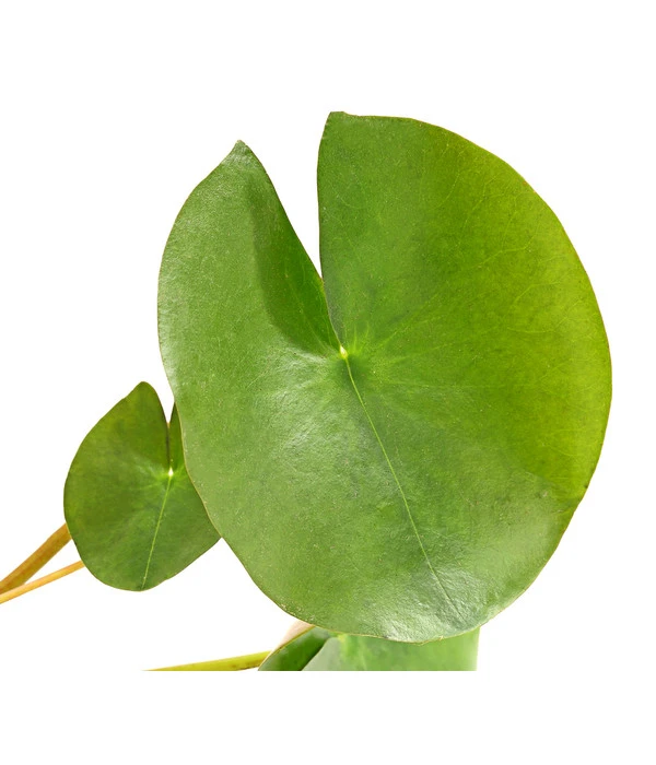 Dehner Seerose 'Red Spider' 5 Dehner Seerose 'Red Spider' – Bild 3