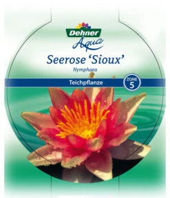 Dehner Seerose 'Sioux' -Garten Umfassend Geschäft 8315947 Seerose Sioux Etikett 1 NEU