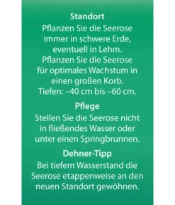 Dehner Seerose 'Sioux' -Garten Umfassend Geschäft 8315947 Seerose Sioux Etikett 2