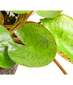 Dehner Seerose 'Sioux' -Garten Umfassend Geschäft 8315947 WE DE 001 SeeroseOrangeGestielteBluetenNymphaeaHybrideT14DehnerExpressHerzig