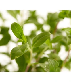 Rotes Teppich-Seifenkraut -Garten Umfassend Geschäft 8364747 WE DE 001 SeifenkrautSaponariaOcymoidesSeifenkrautT9DehnerExpressZS